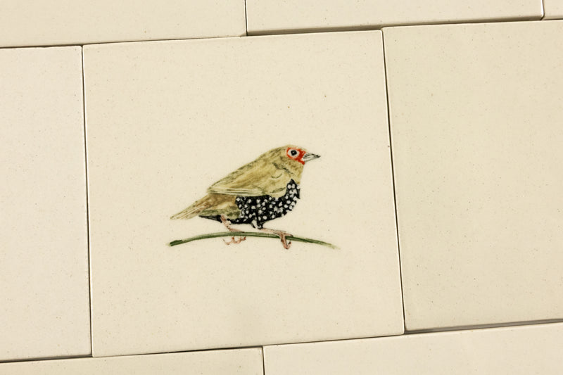 Cape Birds on Cream Squares Ceramic Tiles - 6QGKXH-WS