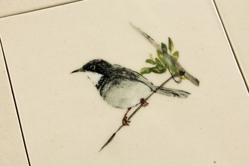 Cape Birds on Cream Squares Ceramic Tiles - 6QGKXH-WS