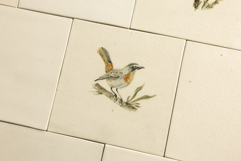 Cape Birds on Cream Squares Ceramic Tiles - 6QGKXH-WS