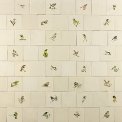 Cape Birds on Cream Squares Ceramic Tiles - 6QGKXH-WS