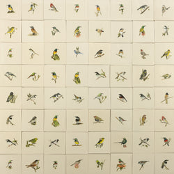 Cape Birds on Cream Squares Ceramic Tiles - SX52WR-WS